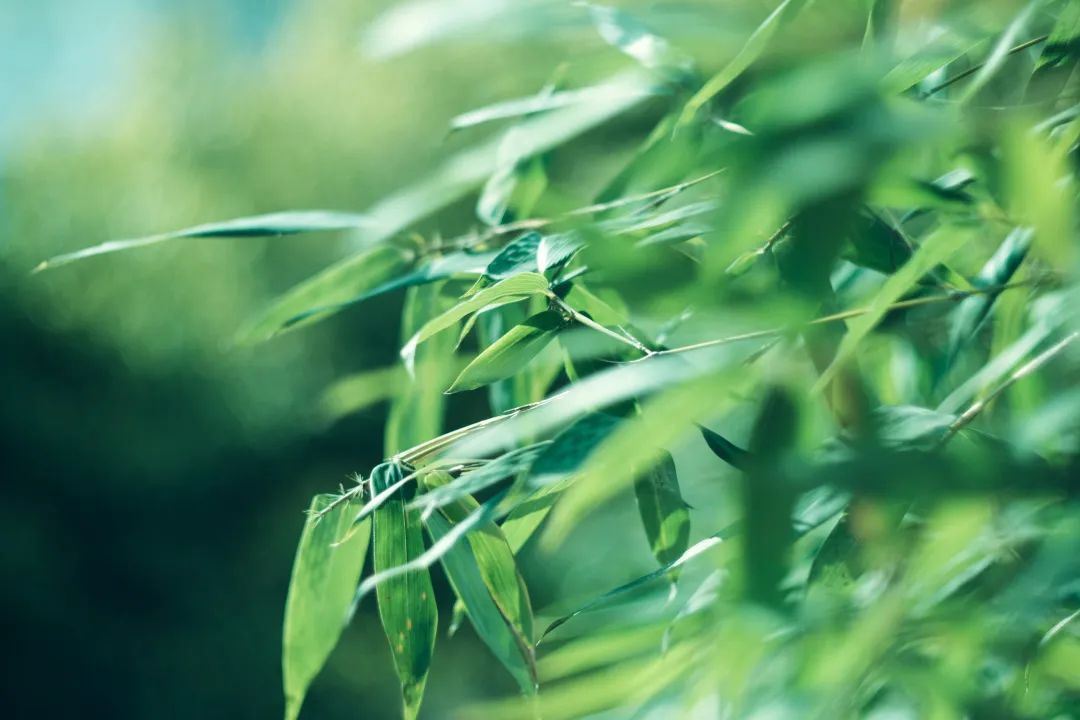 人之助丨端午安康，粽有情誼！